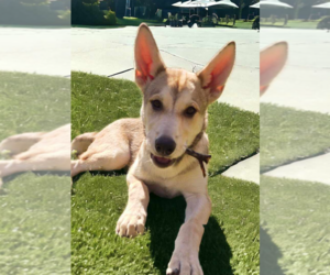 Goldie - Female Siberian Husky-Unknown Mix Dog for Adoption - Photo #3