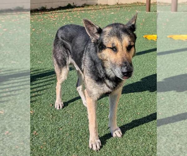 Medium Photo #2 German Shepherd Dog-Unknown Mix Puppy For Sale in Rockwall, TX, USA