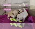 Small Photo #3 Golden Retriever Puppy For Sale in SIOUX CENTER, IA, USA
