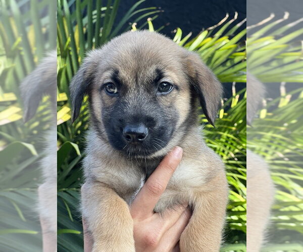 Medium Photo #10 Lhasa Apso-Unknown Mix Puppy For Sale in Dana Point, CA, USA