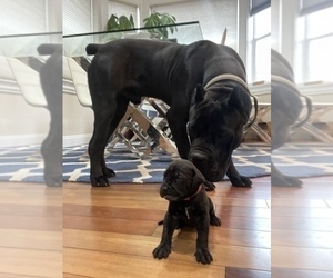 Father of the Cane Corso puppies born on 11/06/2022