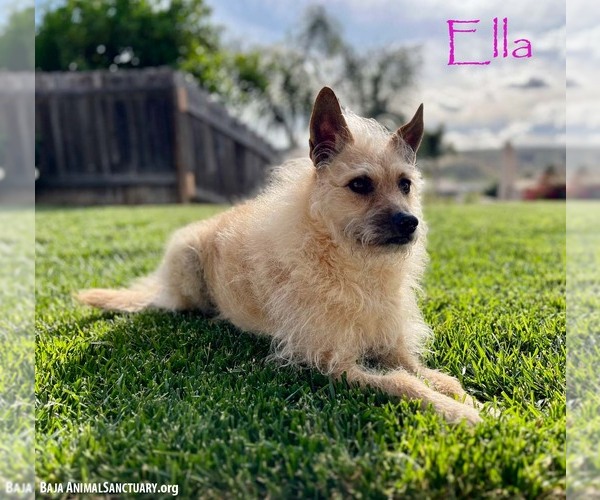 Medium Photo #1 Mutt Puppy For Sale in San Diego, CA, USA