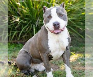 Mutt Dogs for adoption in Camarillo, CA, USA