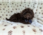 Small #6 ShihPoo