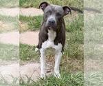 Small American Pit Bull Terrier Mix