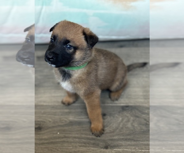 Medium Photo #6 Malinois Puppy For Sale in BUCKEYE, AZ, USA