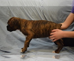 Small Photo #10 Boxer Puppy For Sale in HUMBOLDT, NE, USA