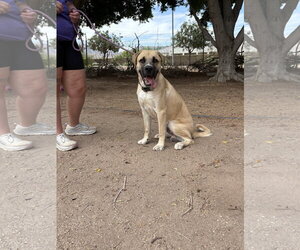 Mastiff Dogs for adoption in Goodyear, AZ, USA