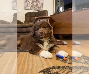 Miniature Australian Shepherd Puppy for sale in SAINT CLOUD, MN, USA