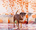 Small #1 Chow Chow Mix