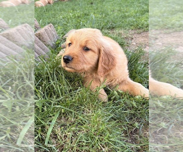 Medium Photo #1 Golden Retriever Puppy For Sale in VANCOUVER, WA, USA