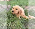 Puppy Puppy 5 Green Golden Retriever