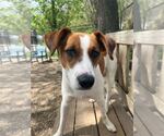 Small #1 Mutt