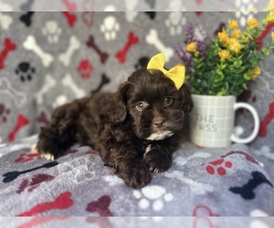 ShihPoo Puppy for sale in LAKELAND, FL, USA