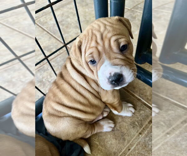 Medium Photo #2 American Pit Bull Terrier-American Staffordshire Terrier Mix Puppy For Sale in Brewster, NY, USA