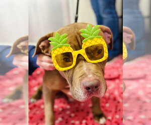 Mutt Dogs for adoption in Jackson , NJ, USA