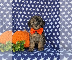 Cock-A-Poo Puppy for sale in QUARRYVILLE, PA, USA
