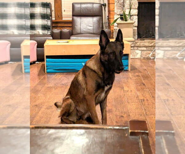 Medium Photo #6 Mutt Puppy For Sale in Imlay City, MI, USA