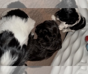 Schnauzer (Miniature) Litter for sale in PFLUGERVILLE, TX, USA