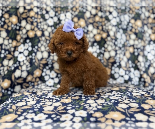Medium Photo #3 Goldendoodle (Miniature) Puppy For Sale in LAKELAND, FL, USA