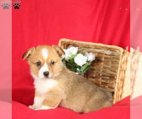 Medium Photo #1 Pembroke Welsh Corgi Puppy For Sale in MILLERSBURG, PA, USA