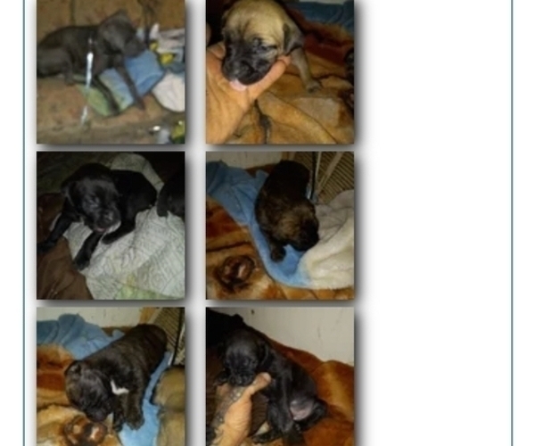 Full screen Photo #4 Cane Corso Puppy For Sale in ROSEBURG, OR, USA