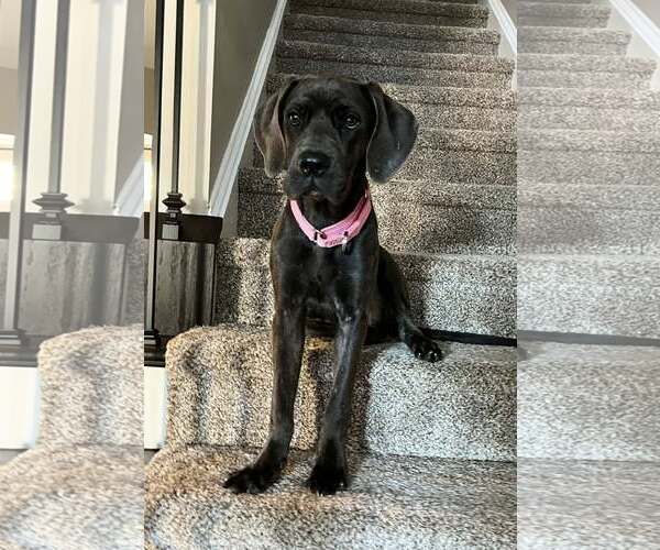 Medium Photo #2 Great Dane-Unknown Mix Puppy For Sale in Huntersville, NC, USA