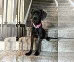 Small #1 Great Dane Mix