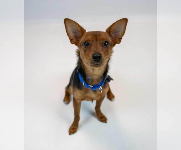 Medium Photo #6 Chihuahua-Unknown Mix Puppy For Sale in Kennesaw, GA, USA