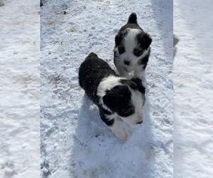 Australian Shepherd Puppy for sale in LISBON, OH, USA