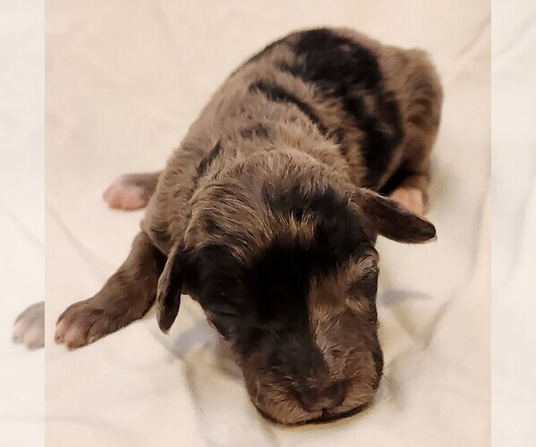 Medium Photo #9 Aussiedoodle Miniature  Puppy For Sale in COLUMBIA, TN, USA