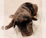 Small #8 Aussiedoodle Miniature 