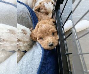 Cavapoo Puppy for sale in HENDERSON, NV, USA