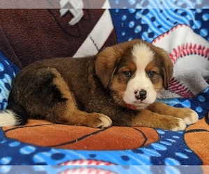 Bernese Mountain Dog-Unknown Mix Puppy for sale in AIRVILLE, PA, USA