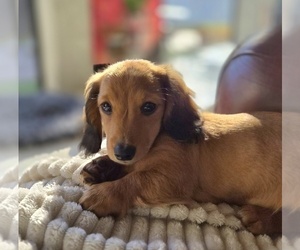 Medium Dachshund