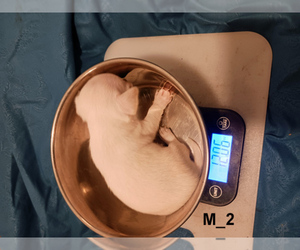 Medium Chihuahua