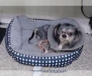 Poodle (Miniature)-Unknown Mix Dogs for adoption in Spring, TX, USA