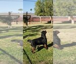 Small Photo #6 Rottweiler Puppy For Sale in JURUPA VALLEY, CA, USA