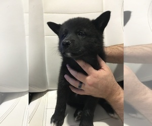 American Eskimo Dog-German Shepherd Dog Mix Puppy for sale in AURORA, CO, USA