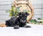Small Photo #26 Schnauzer (Miniature) Puppy For Sale in BALTIC, OH, USA