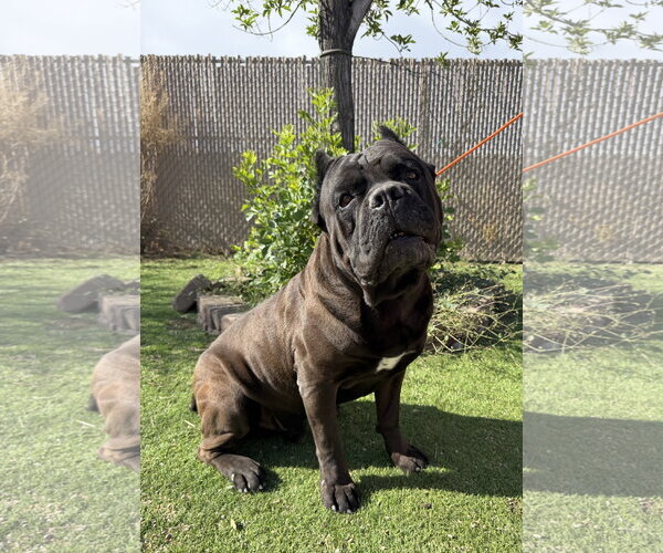 Medium Photo #1 Mutt Puppy For Sale in Goodyear, AZ, USA