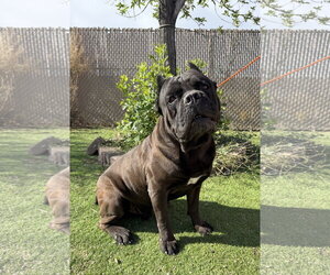 Mutt Dogs for adoption in Goodyear, AZ, USA