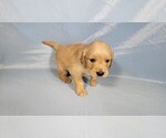 Small #5 Golden Retriever