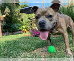 Small #5 American Staffordshire Terrier-French Bulldog Mix
