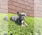 Small Photo #96 French Bulldog Puppy For Sale in COLUMBUS, OH, USA
