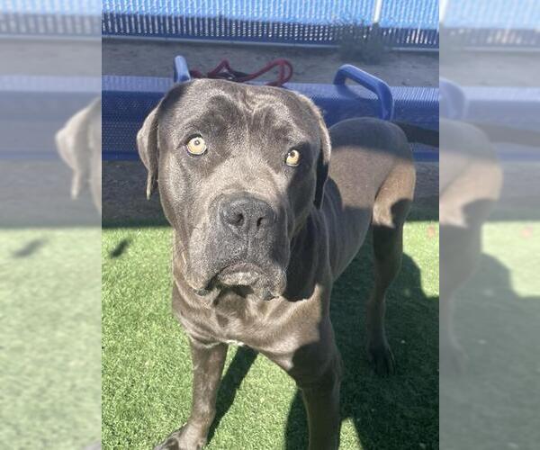 Medium Photo #1 Mutt Puppy For Sale in HESPERIA, CA, USA