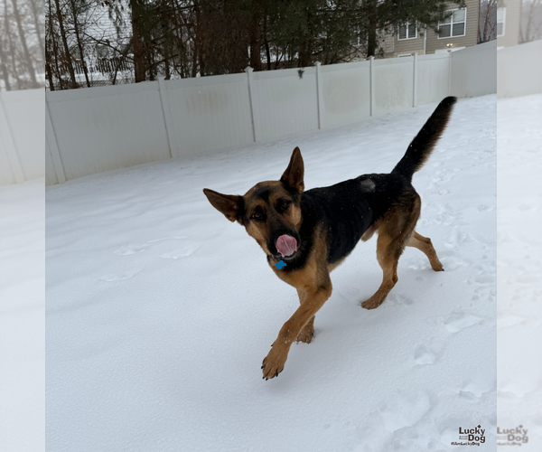 Medium Photo #10 German Shepherd Dog-Unknown Mix Puppy For Sale in Washington, DC, USA