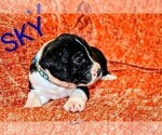 Small Photo #28 Presa Canario Puppy For Sale in PHILADELPHIA, PA, USA