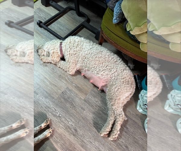 Medium Photo #1 Goldendoodle Puppy For Sale in PORT LEYDEN, NY, USA