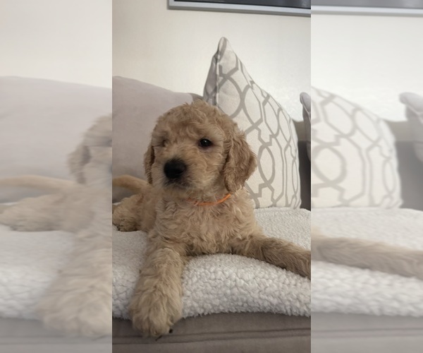 Medium Photo #3 Goldendoodle Puppy For Sale in SAN DIEGO, CA, USA